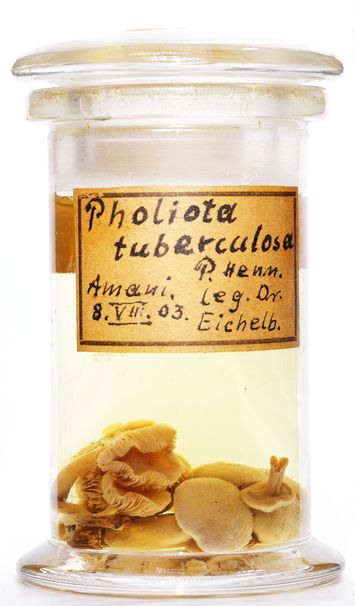 Vorschaubild Pholiota tuberculosa (Schaeff.) P.Kumm.